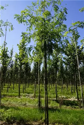 Lederhülsenbaum 'Skyline' - Gleditsia triacanthos 'Skyline'
