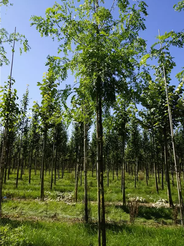 Lederhülsenbaum 'Skyline' - Gleditsia triacanthos 'Skyline'
