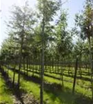 Lederhülsenbaum 'Sunburst' - Gleditsia triacanthos 'Sunburst' - Baum