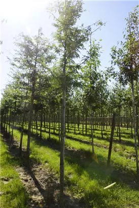 Lederhülsenbaum 'Sunburst' - Gleditsia triacanthos 'Sunburst' - Baum