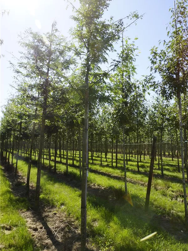 Lederhülsenbaum 'Sunburst' - Gleditsia triacanthos 'Sunburst' - Baum