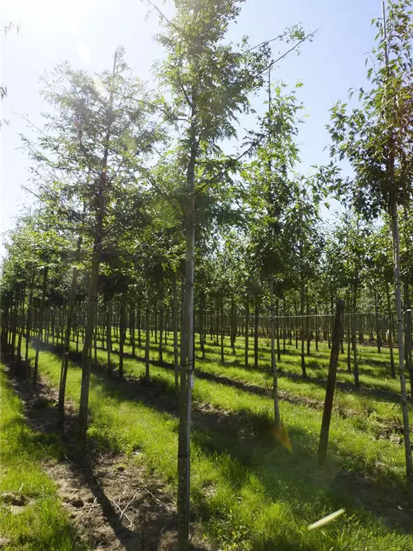 Lederhülsenbaum 'Sunburst' - Gleditsia triacanthos 'Sunburst' - Baum