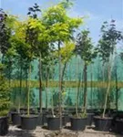 Lederhülsenbaum 'Sunburst' - Gleditsia triacanthos 'Sunburst' - Baum