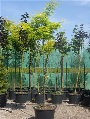 Lederhülsenbaum 'Sunburst' - Gleditsia triacanthos 'Sunburst' - Baum