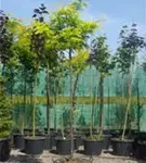 Lederhülsenbaum 'Sunburst' - Gleditsia triacanthos 'Sunburst' - Baum