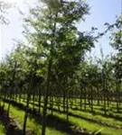 Dornenloser Lederhülsenbaum - Gleditsia triacanthos inermis - Baum