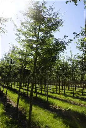 Dornenloser Lederhülsenbaum - Gleditsia triacanthos inermis - Baum