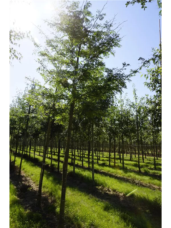 Dornenloser Lederhülsenbaum - Gleditsia triacanthos inermis - Baum