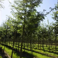 Gleditsia triacanthos inermis - Baum, H 3xv mDb 18- 20