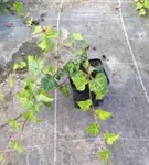 Gemeiner Efeu - Hedera helix - Bodendecker