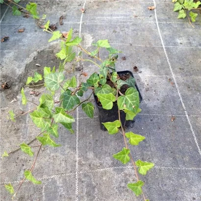 Gemeiner Efeu - Hedera helix - Bodendecker