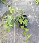 Gemeiner Efeu - Hedera helix - Bodendecker