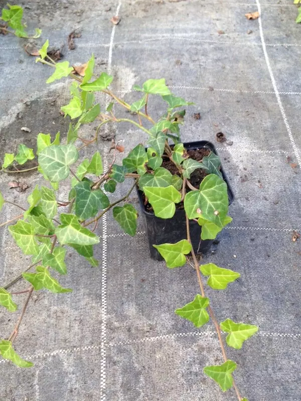 Gemeiner Efeu - Hedera helix - Bodendecker