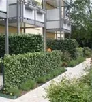 Efeu 'Woerner' - Hedera helix 'Woerner'