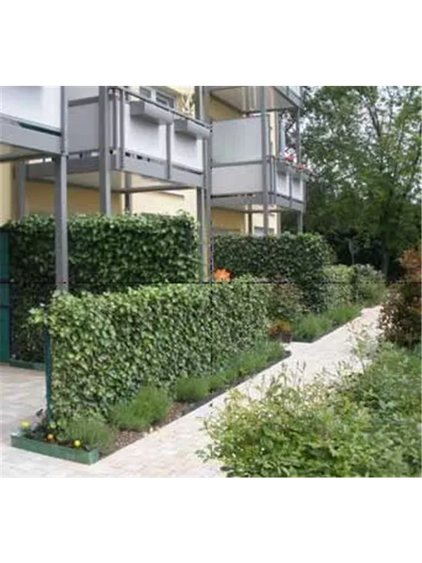 Efeu 'Woerner' - Hedera helix 'Woerner'