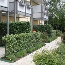 Hedera helix 'Woerner', Efeuelement 100x120 cm 100- 120