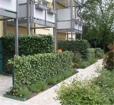 Efeu 'Woerner' - Hedera helix 'Woerner'