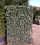 Efeu 'Woerner' - Hedera helix 'Woerner'