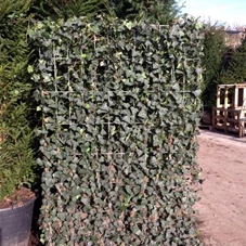 Hedera helix 'Woerner', Efeuelement 180x120 cm Aktion 180- 120