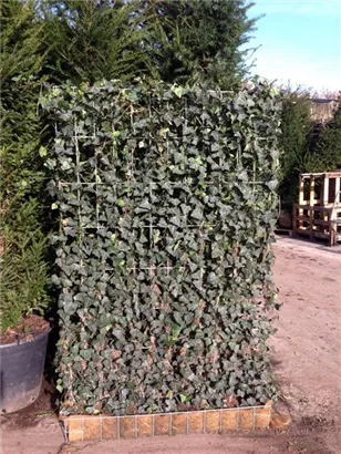 Efeu 'Woerner' - Hedera helix 'Woerner'