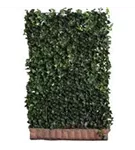 Efeu 'Woerner' - Hedera helix 'Woerner'