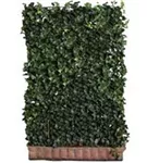 Efeu 'Woerner' - Hedera helix 'Woerner'