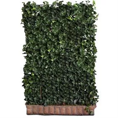 Efeu 'Woerner' - Hedera helix 'Woerner'