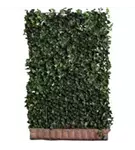 Efeu 'Woerner' - Hedera helix 'Woerner'