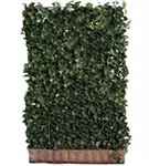 Efeu 'Woerner' - Hedera helix 'Woerner'
