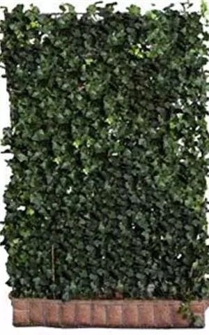 Hedera helix 'Woerner'
