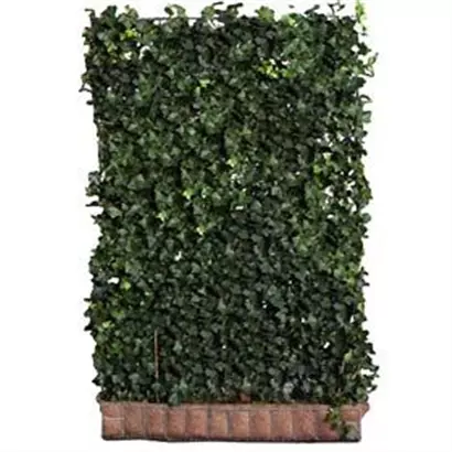 Efeu 'Woerner' - Hedera helix 'Woerner'
