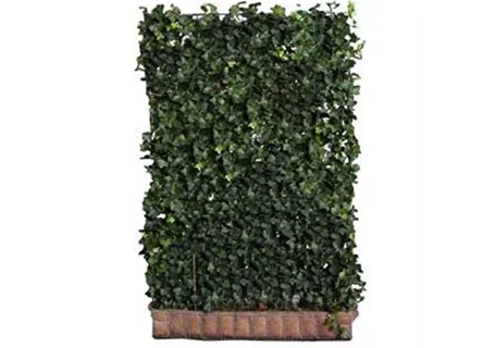 Hedera helix 'Woerner' - Efeu 'Woerner'