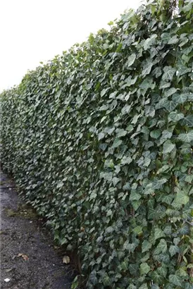 Efeu 'Woerner' - Hedera helix 'Woerner'