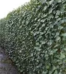 Efeu 'Woerner' - Hedera helix 'Woerner'