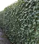 Efeu 'Woerner' - Hedera helix 'Woerner'
