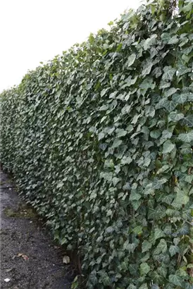 Efeu 'Woerner' - Hedera helix 'Woerner'