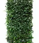 Efeu - Hedera hibernica - Heckenelemente