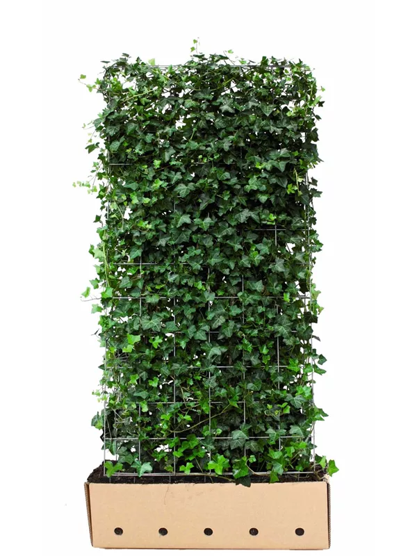 Efeu - Hedera hibernica - Heckenelemente