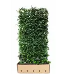 Efeu - Hedera hibernica - Heckenelemente