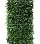 Efeu - Hedera hibernica - Heckenelemente
