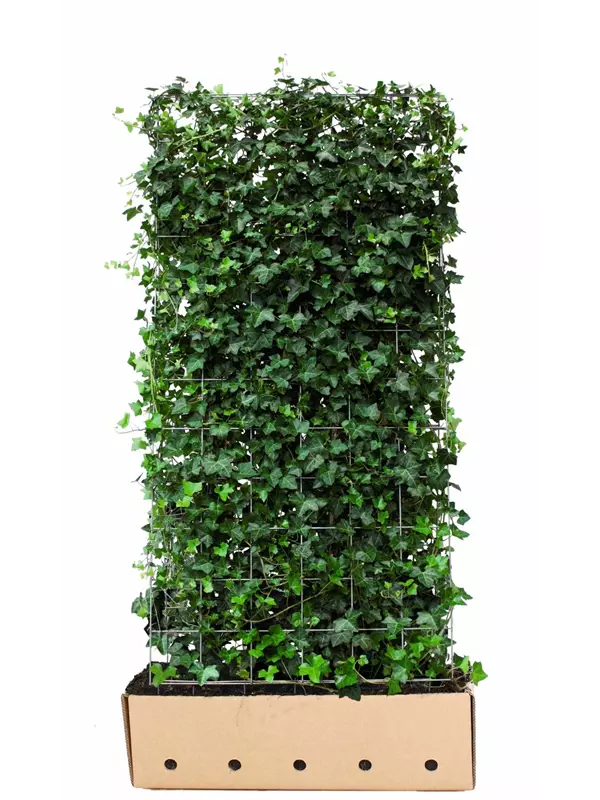 Efeu - Hedera hibernica - Heckenelemente