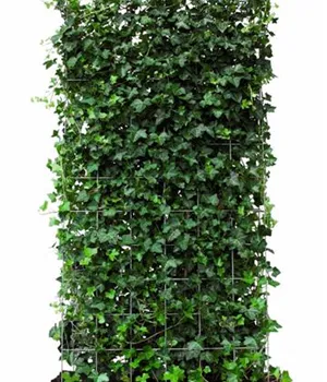 Hedera hibernica - Heckenelemente