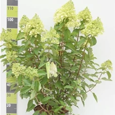 Hydrangea pan. 'Polar Bear', C 20 80- 100 Hydrangea pan. 'Polar Bear', C 20 80- 100