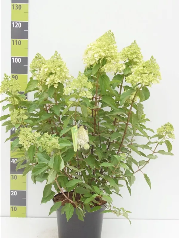 Hydrangea pan. 'Polar Bear'