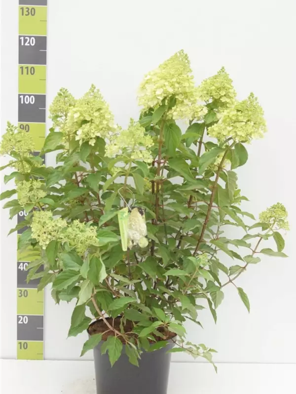 Hydrangea pan. 'Polar Bear'