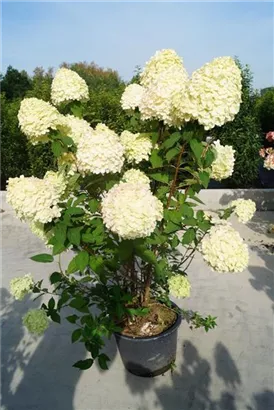 Rispenhortensie 'Limelight' -S- - Hydrangea paniculata 'Limelight' -S-