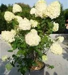 Rispenhortensie 'Limelight' -S- - Hydrangea paniculata 'Limelight' -S-