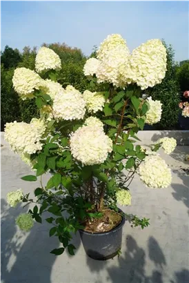 Rispenhortensie 'Limelight' -S- - Hydrangea paniculata 'Limelight' -S-