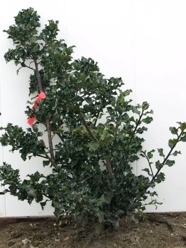 Stechpalme 'Blue Angel' -R- - Ilex meserveae 'Blue Angel' -R-