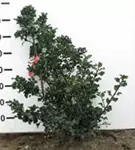 Stechpalme 'Blue Angel' -R- - Ilex meserveae 'Blue Angel' -R-